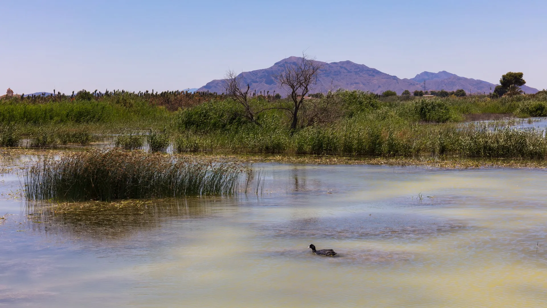Parque Natural de El Hondo